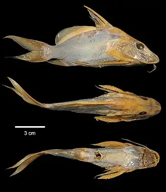 Synodontis membranacea