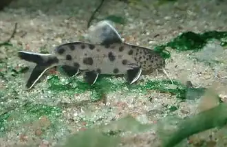 Synodontis petricola
