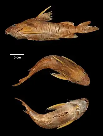 Synodontis rukwaensis