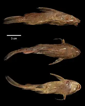 Synodontis steindachneri