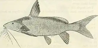 Synodontis zambezensis