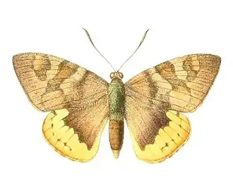 Synpalamides phalaris