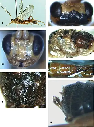 Syntactus jiulianicus