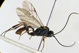 Syntactus minor