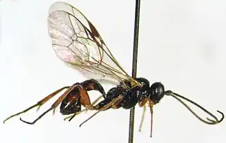 Syntactus varius