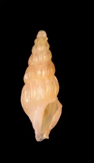 Syntomodrillia carolinae