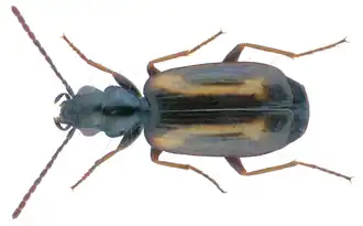 Syntomus fuscomaculatus