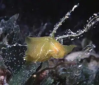 Syphonota geographica