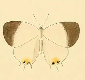 Syrmoptera amasa