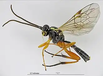 Syrphoctonus tarsatorius