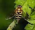 Bessenbandzweefvlieg (Syrphus ribesii)