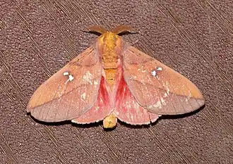Syssphinx montana