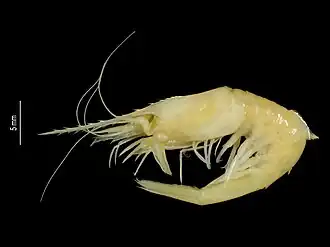 Systellaspis curvispina