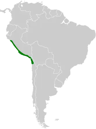 Tschudi's nachtzwaluw