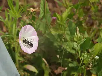 Systropha curvicornis