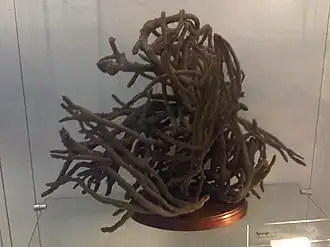 Callyspongia (Callyspongia) ramosa