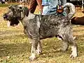 Dwergschnauzer