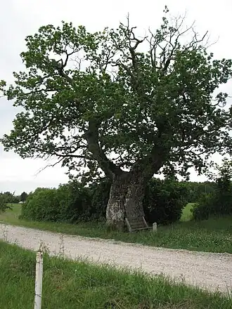 De Tärkma ohvritamm