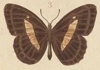 Algia felderi