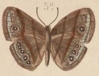 Mycalesis cacodaemon