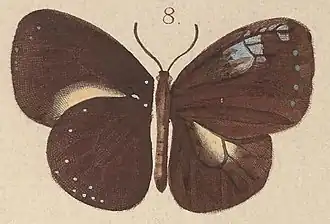 Euploea stephensii