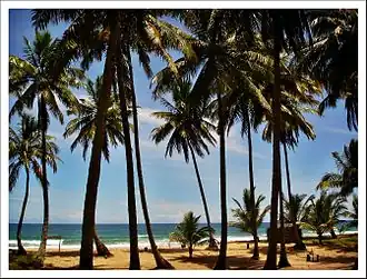 Palmen aan het strand van Taipus de Fora in de gemeente Maraú