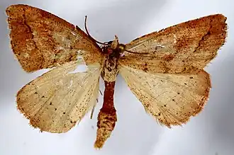 Thallophaga nigroseriata