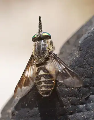 Chrysops divaricatus