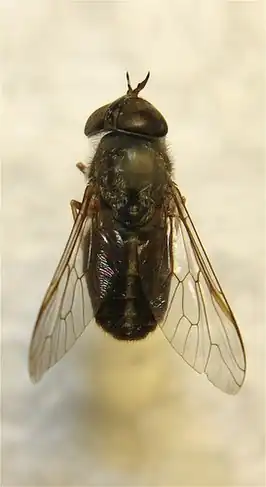 Tabanus lineola