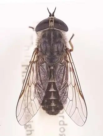Tabanus unifasciatus
