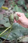 Tacca chantrieri vruchten