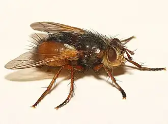 Tachina magnicornis