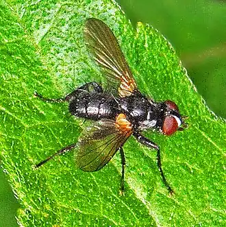 Phania speculifrons