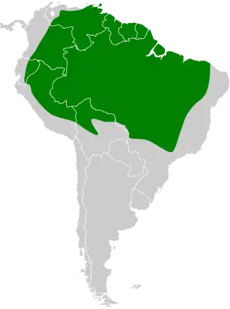 Braziliaanse palmgierzwaluw