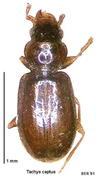 Tachys captus