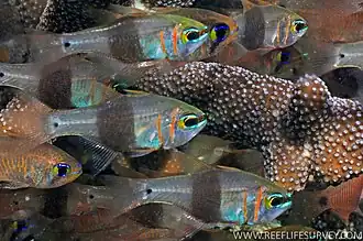 Zwartgordelkardinaalbaars