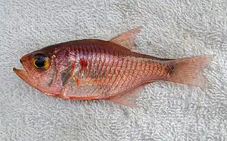 Oranjelijnenkardinaalbaars