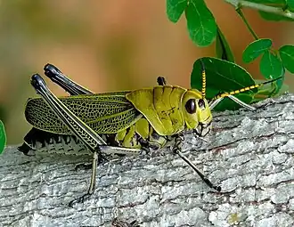 Taeniopoda picticornis