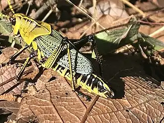 Taeniopoda tamaulipensis
