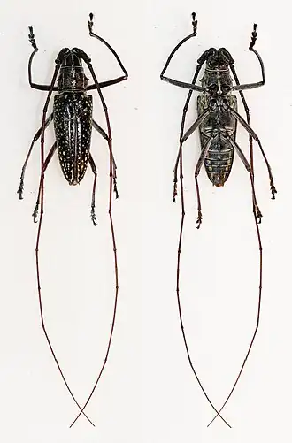 Taeniotes pulverulentus