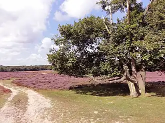 Tafelbergheid (augustus 2012)