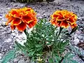 Tagetes picador