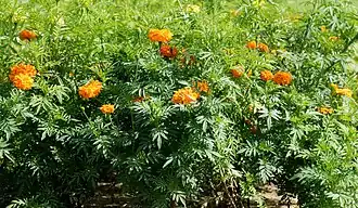 Tagetes erecta