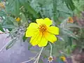 Tagetes lemmoni