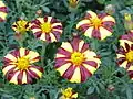 Tagetes patula