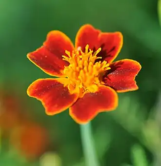 Tagetes tenuifolia