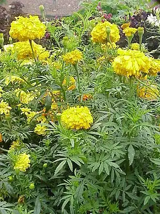 Tagetes erecta