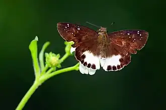 Tagiades trebellius