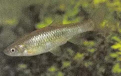 Pararasbora moltrechti