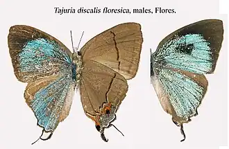 Tajuria discalis